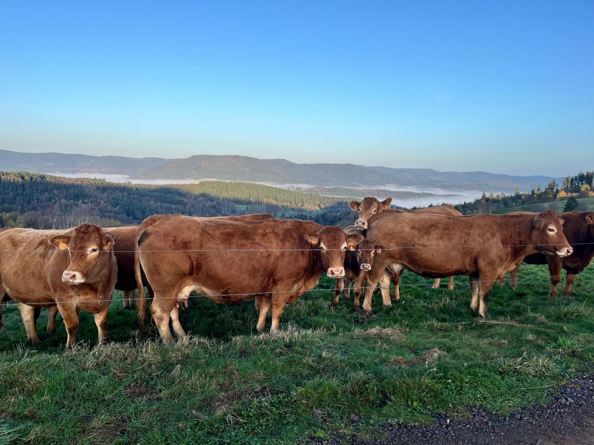 Gite De Montagne -Bellefosse Alsace Esterno foto
